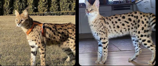 Savannah Cats on the market: Your guide to Bringing domestic a wonderful pussycat buddy